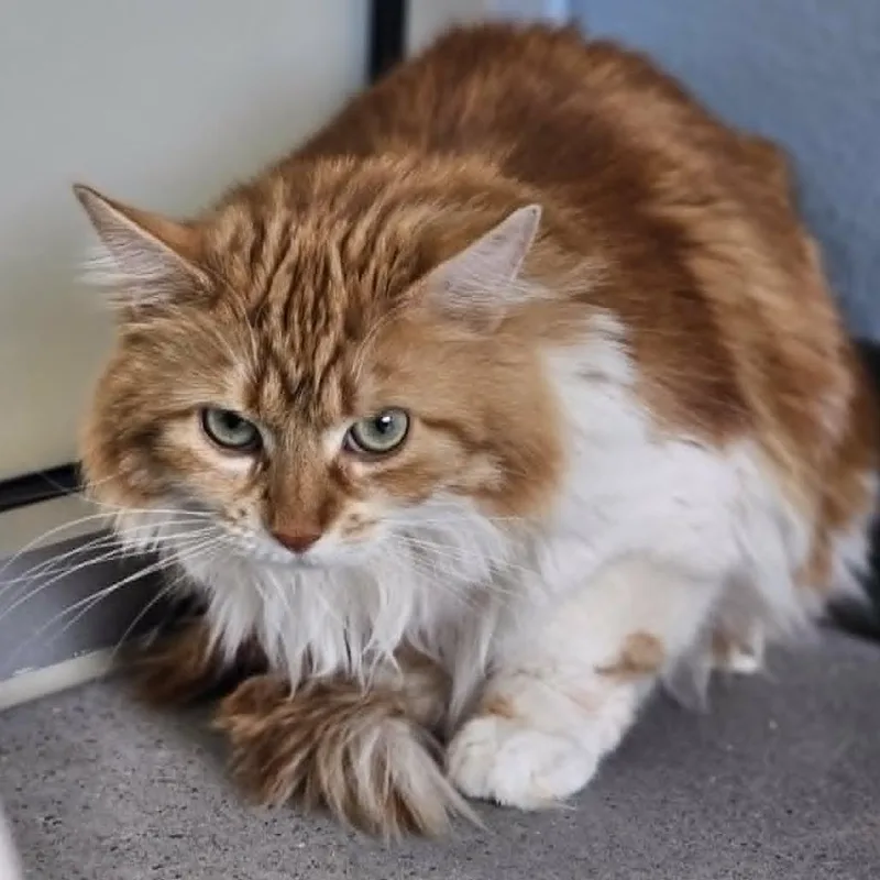 An adult large-sized female Orange / Red Domestic Medium Hair cat named 106620 for adoption in Las Cruces, NM
