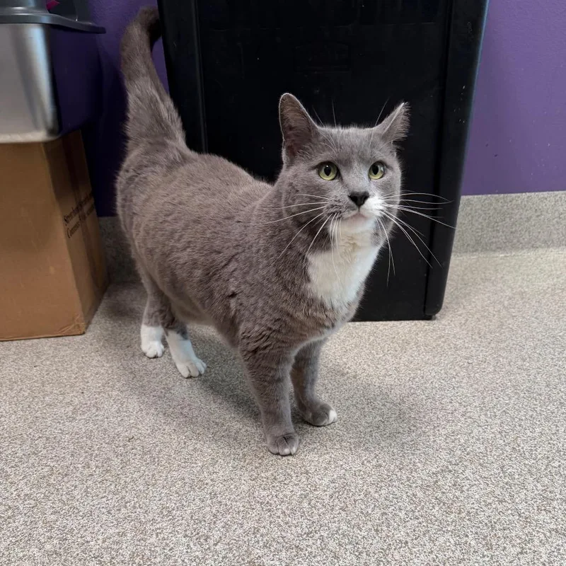 An adult large-sized female Gray / Blue / Silver Domestic Short Hair cat named Muffin for adoption in Englewood, FL