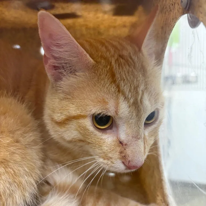 A young medium-sized male Orange / Red Domestic Short Hair cat named 71650 for adoption in Harrisonburg, VA