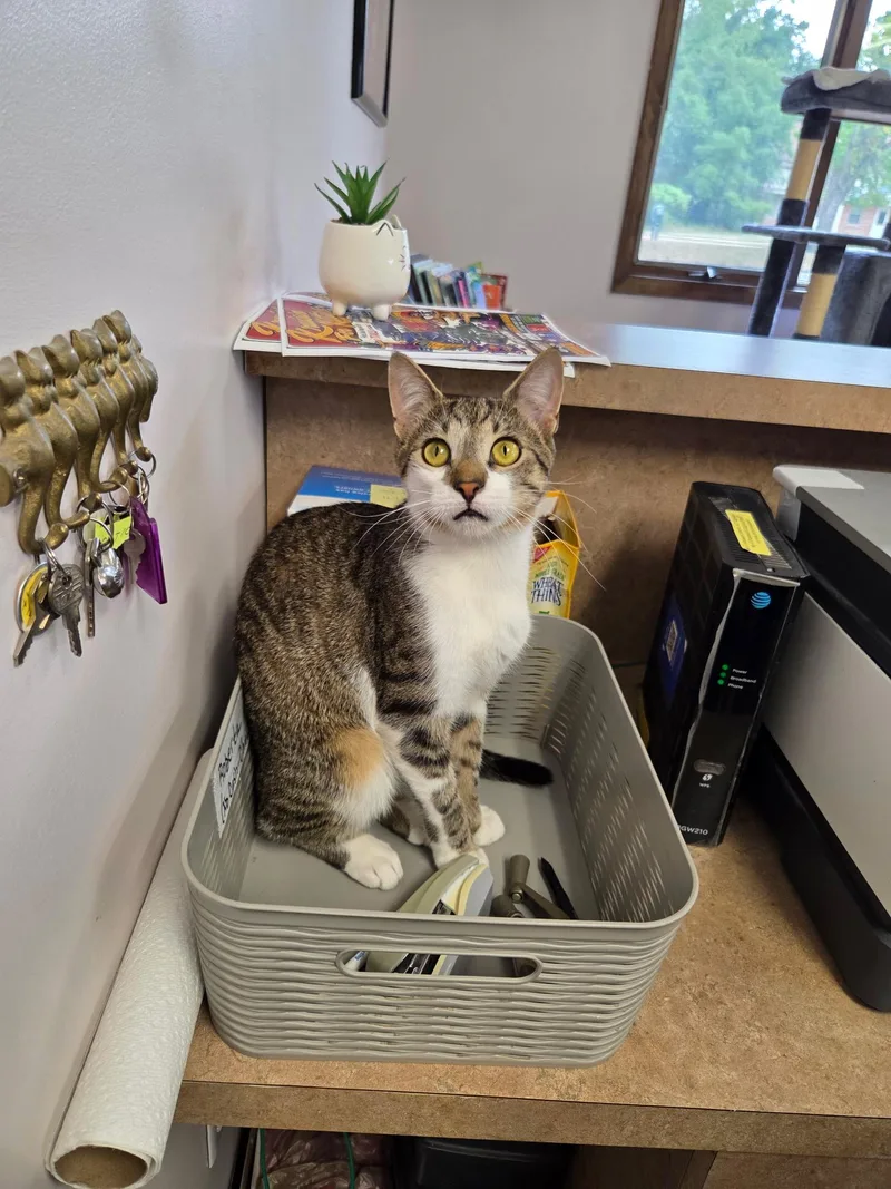 A young medium-sized male Tabby (Brown / Chocolate) Domestic Short Hair cat named Corey for adoption in Grosse Ile, MI