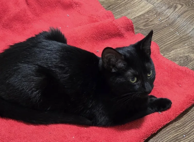 A baby small-sized female Black Domestic Short Hair cat named Samantha Stevens for adoption in Canal Winchester, OH