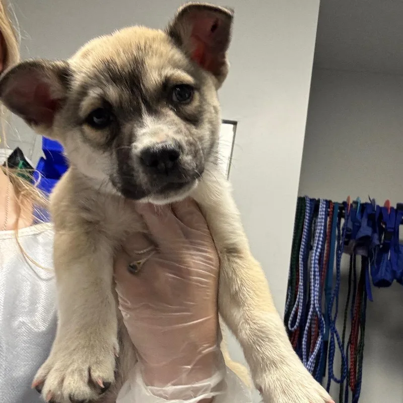 A baby small-sized male Yellow / Tan / Blond / Fawn Husky dog named Franklin for adoption in Greenville, SC