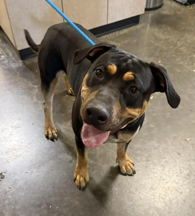 An adult large-sized male Rottweiler dog named Found Stray: Wally for adoption in Rockwall, TX