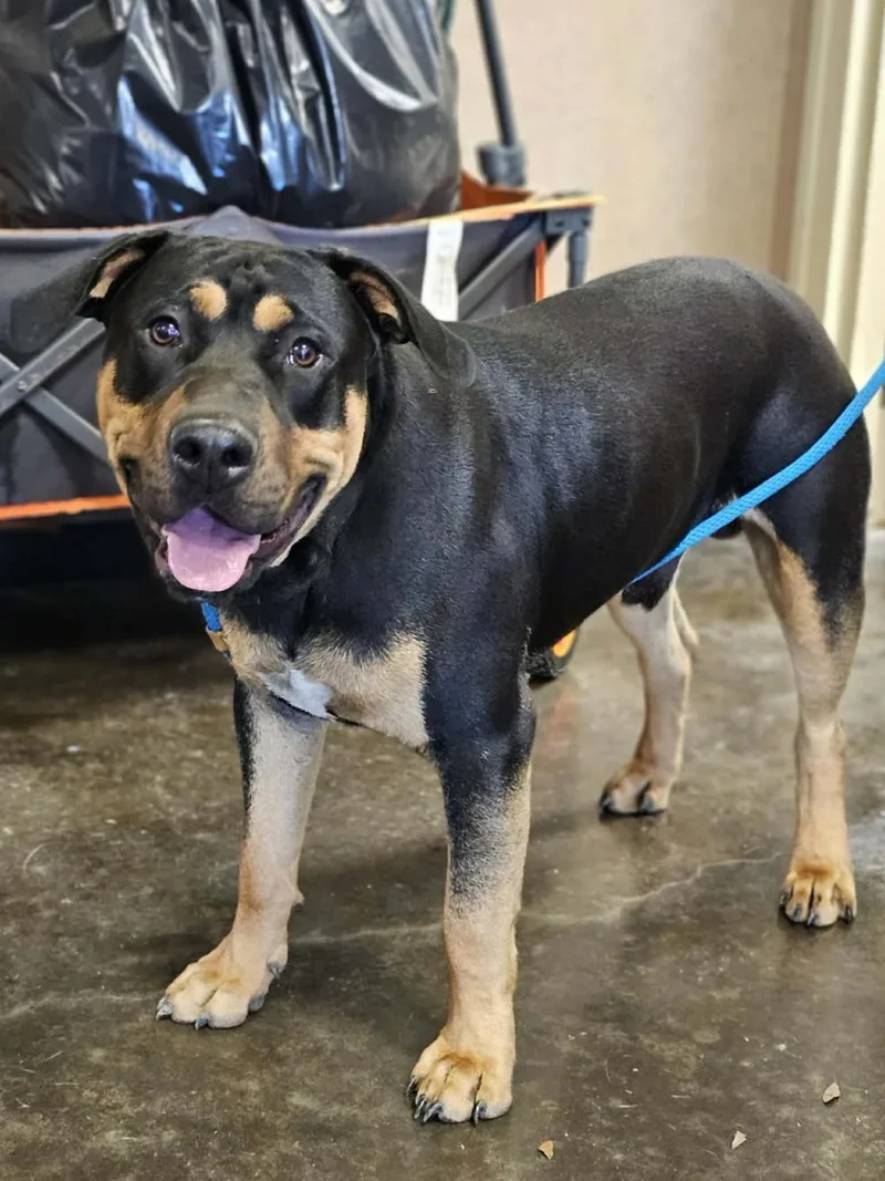 Found Stray: Wally thumbnail 2