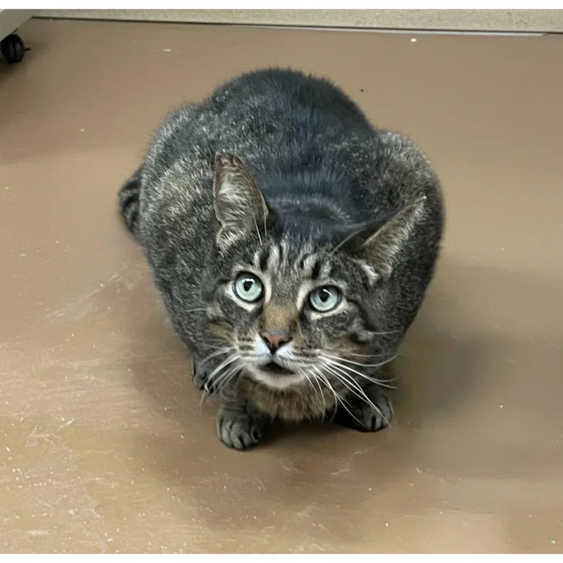 A young medium-sized male Domestic Short Hair cat named Gunner for adoption in Blasdell, NY