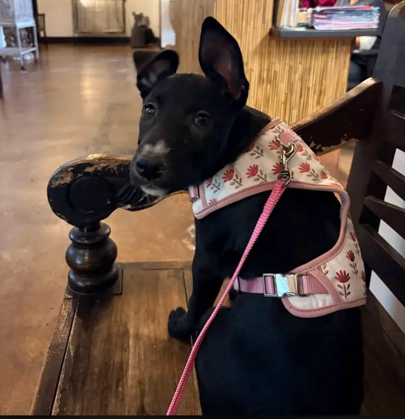 A baby medium-sized female Black Labrador Retriever dog named Leia for adoption in Miami, FL