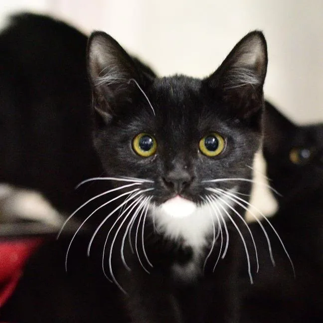 A baby small-sized female Black Domestic Short Hair cat named Yahoo for adoption in Idaho Falls, ID
