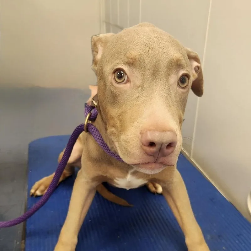 A baby medium-sized male Yellow / Tan / Blond / Fawn Pit Bull Terrier dog named Benjamin for adoption in Los Angeles, CA