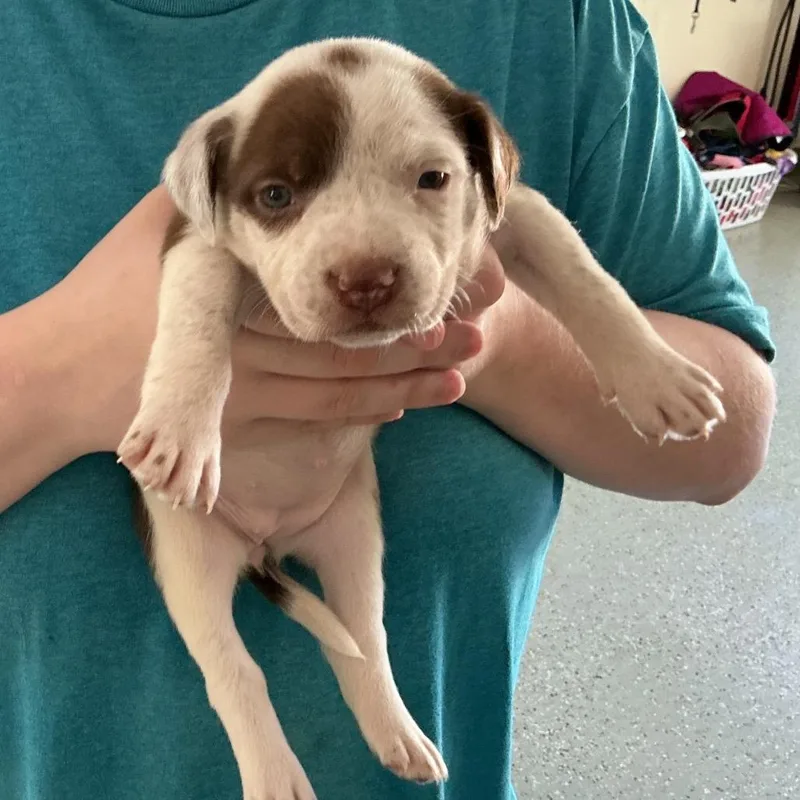 A baby medium-sized female White / Cream Terrier dog named Gwen for adoption in Galax, VA