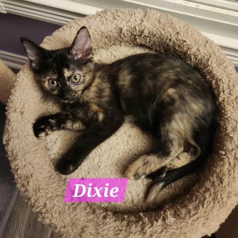 Dixie