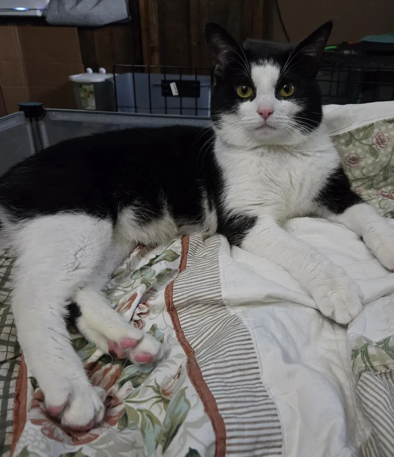 An adult medium-sized male Black & White / Tuxedo Domestic Short Hair cat named Huxley for adoption in Grove City, OH