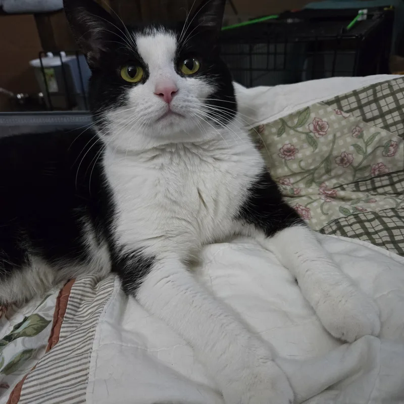 Huxley thumbnail 3