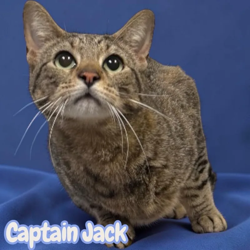 Captain Jack
