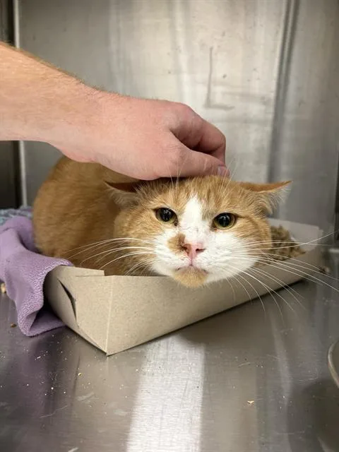 An adult medium-sized male Domestic Short Hair cat named Cheebs for adoption in Indianapolis, IN