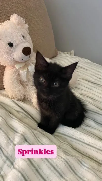 A baby medium-sized female Domestic Long Hair cat named Sprinkles for adoption in Crown Point, IN