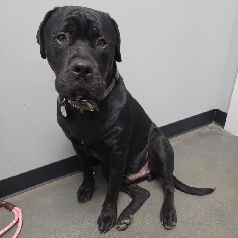 Brutus
