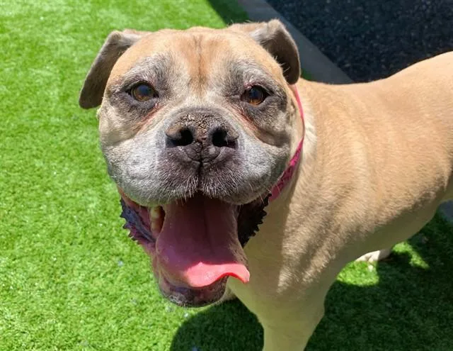 A senior large-sized female Yellow / Tan / Blond / Fawn American Bulldog dog named Save Me Please Kadina for adoption in San Marcos, CA