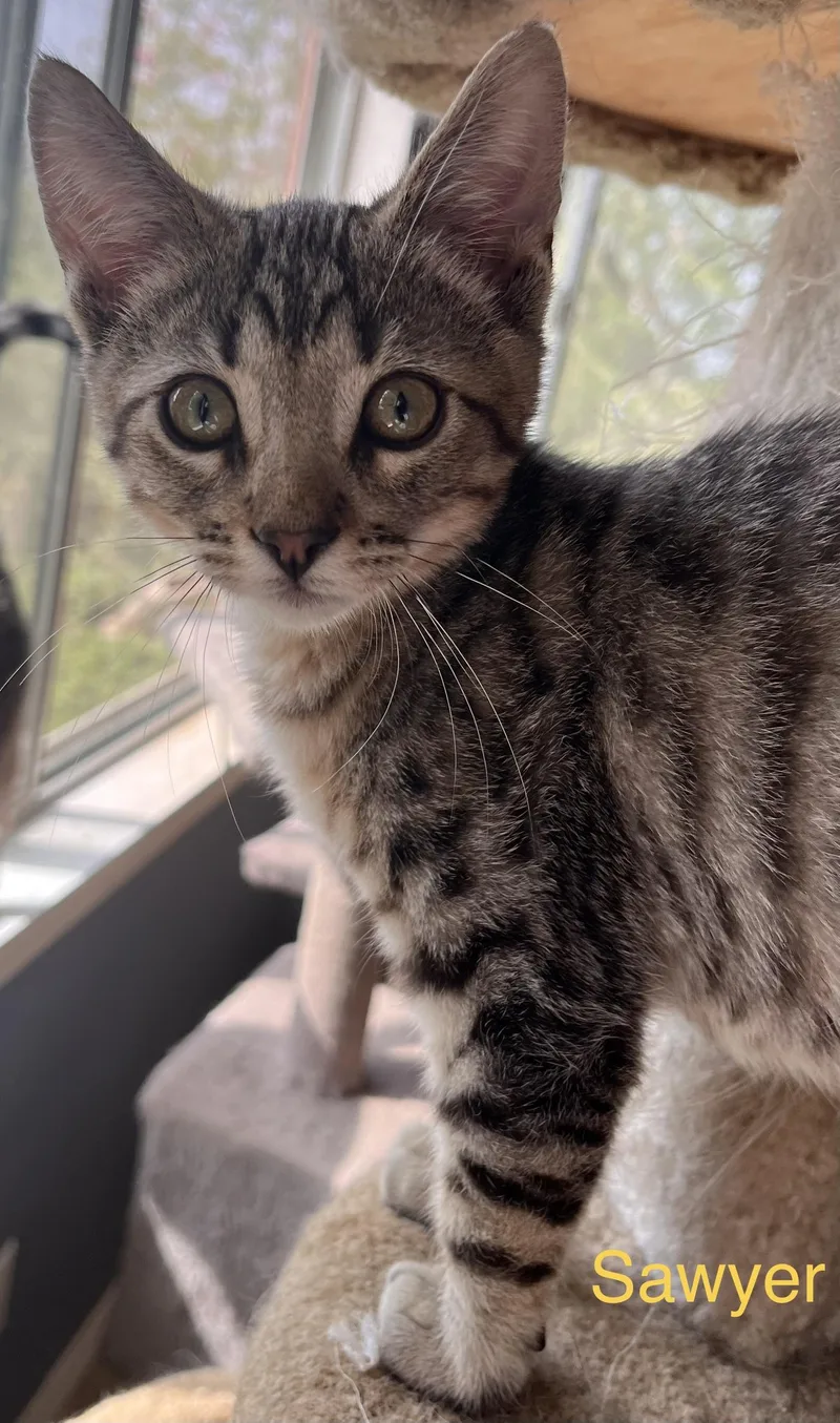 A baby medium-sized male Tabby (Gray / Blue / Silver) American Shorthair cat named Sawyer for adoption in Moreno Valley, CA