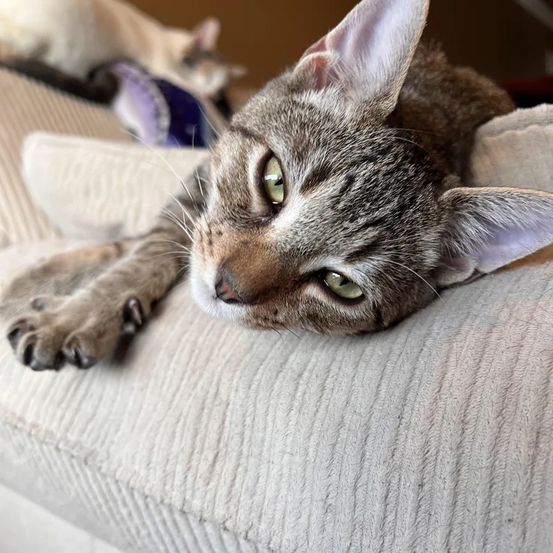 A baby small-sized male Tabby (Brown / Chocolate) Domestic Short Hair cat named Frankie for adoption in Orange, CA