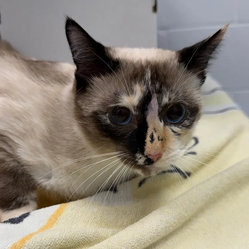 A young large-sized female Gray / Blue / Silver Domestic Short Hair cat named Luna for adoption in West Palm Beach, FL