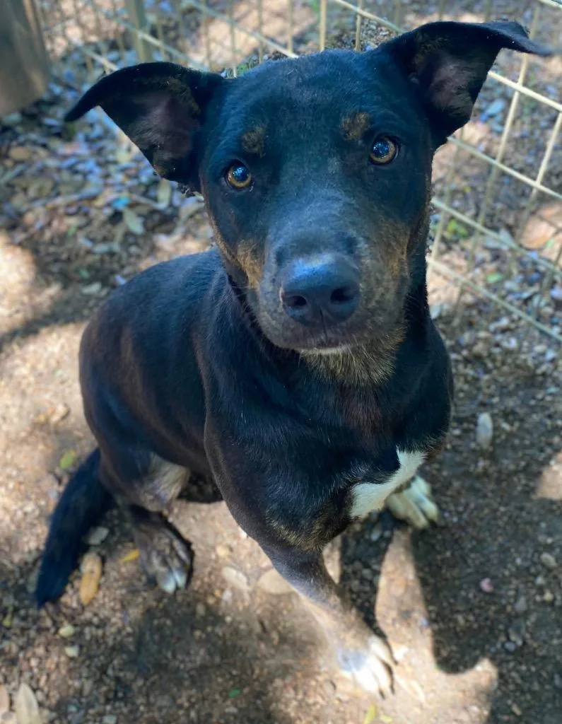 A young large-sized female Mixed Breed dog named Bella for adoption in Lockhart, TX