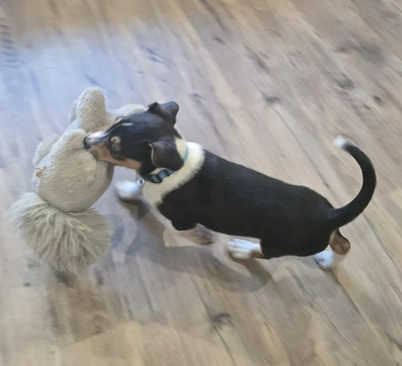 A baby medium-sized male Tricolor (Brown, Black, & White) Jack Russell Terrier dog named Ferris for adoption in Union Grove, WI