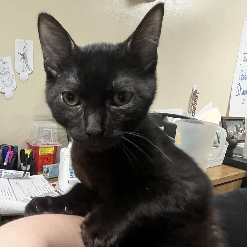 A baby small-sized male Black American Shorthair cat named Natsu for adoption in Melrose, FL