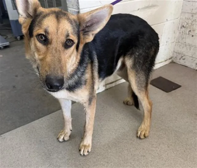 A young medium-sized male German Shepherd Dog dog named Tucker for adoption in San Bernardino, CA