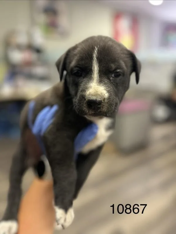A baby medium-sized female Shepherd dog named Friday for adoption in Victorville, CA