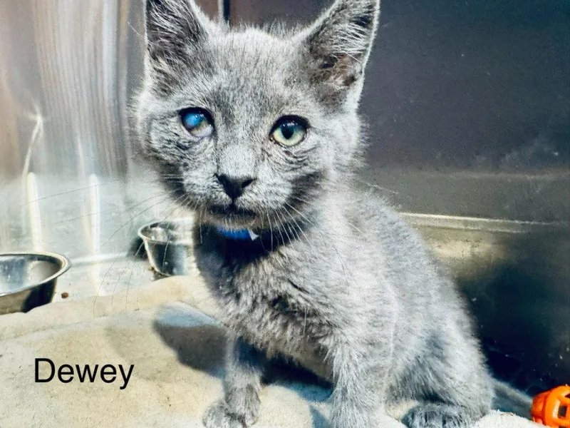 A baby small-sized male Black Domestic Short Hair cat named Dewey for adoption in Saint George, UT