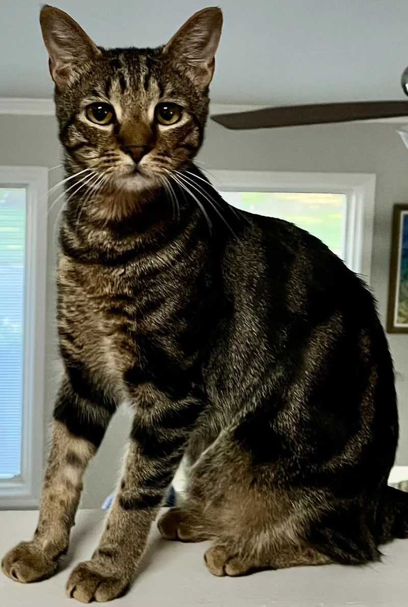 A young medium-sized male Tabby cat named Houston for adoption in Lawrenceville, GA