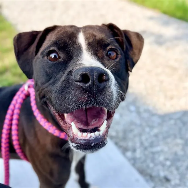 A young medium-sized female Pit Bull Terrier dog named Ember for adoption in Indianapolis, IN