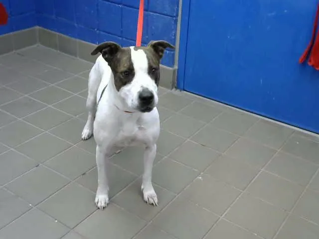 An adult medium-sized female Pit Bull Terrier dog named Lilly Bug for adoption in Albuquerque, NM