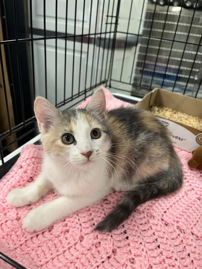 A baby medium-sized female Calico cat named Happy for adoption in Lawrenceville, GA