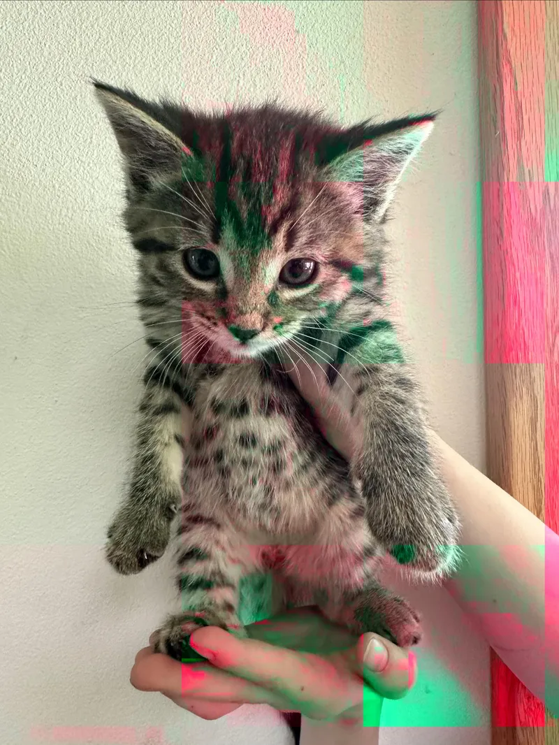 A young medium-sized female Tabby (Buff / Tan / Fawn) Domestic Short Hair cat named Cirrus for adoption in Sunnyside, WA