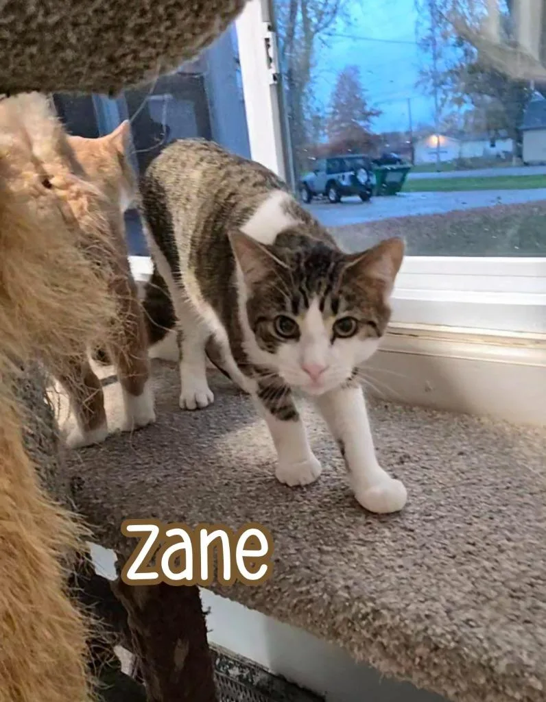 Zane thumbnail 2