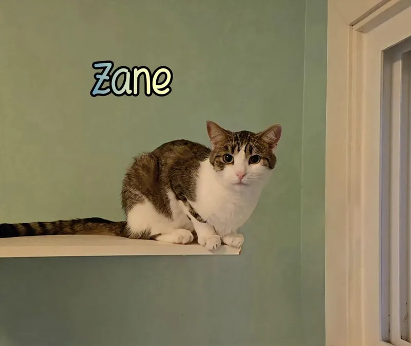 Zane thumbnail 5