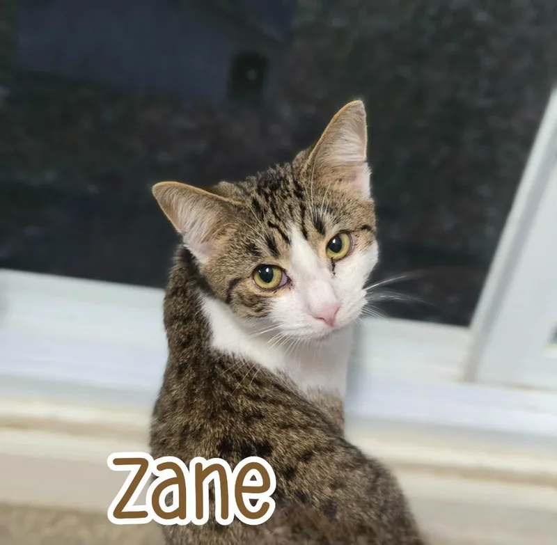 Zane thumbnail 6