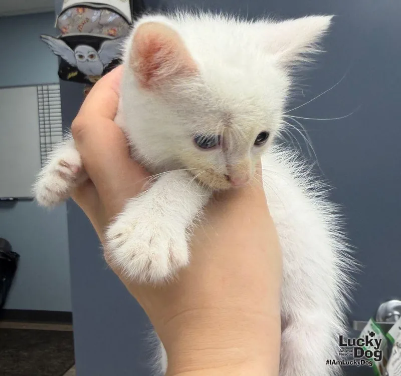 A baby medium-sized female White Domestic Short Hair cat named Elsa for adoption in Washington, DC
