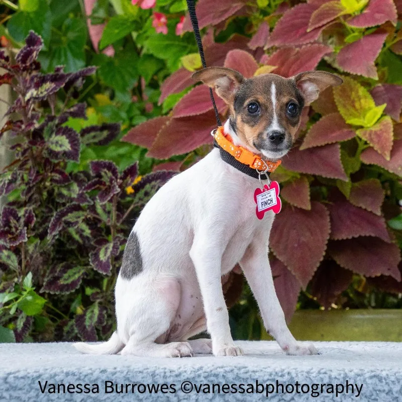 A baby small-sized female White / Cream Terrier dog named Finch for adoption in Wake Forest, NC