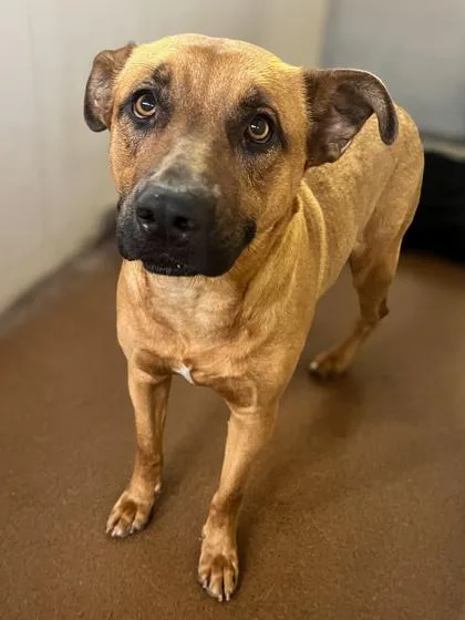 An adult medium-sized female Brown / Chocolate Mixed Breed dog named Rover for adoption in Winfield, KS
