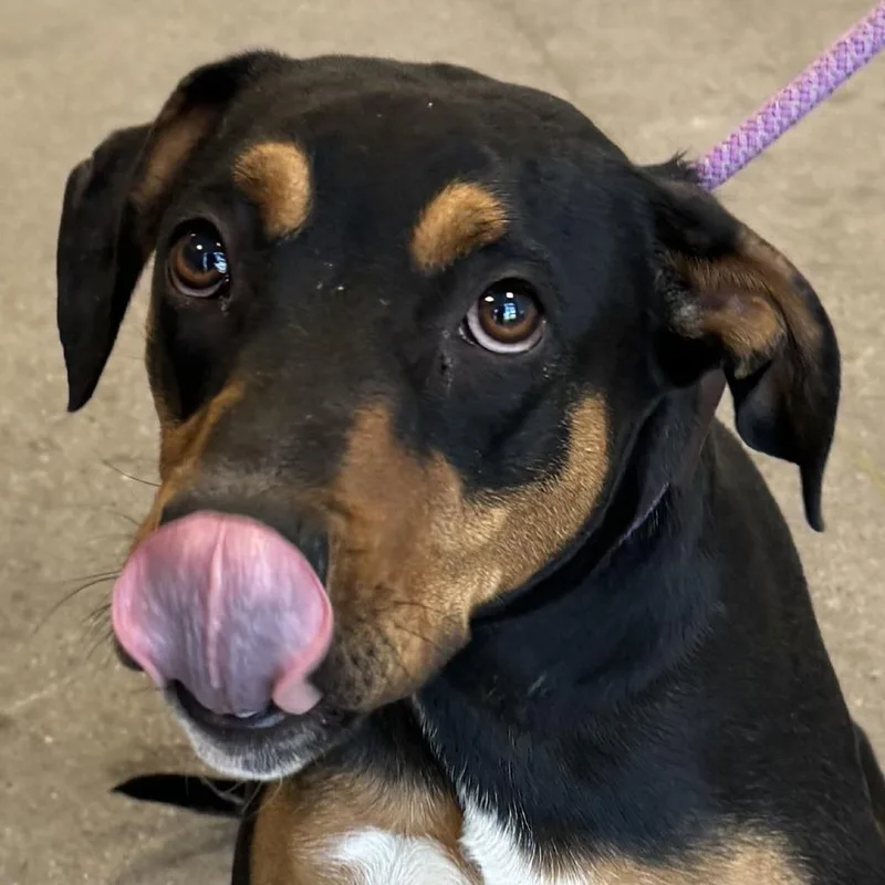 A young small-sized male Black Mixed Breed dog named Apollo for adoption in Las Cruces, NM