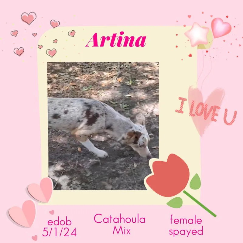 Artina Brt