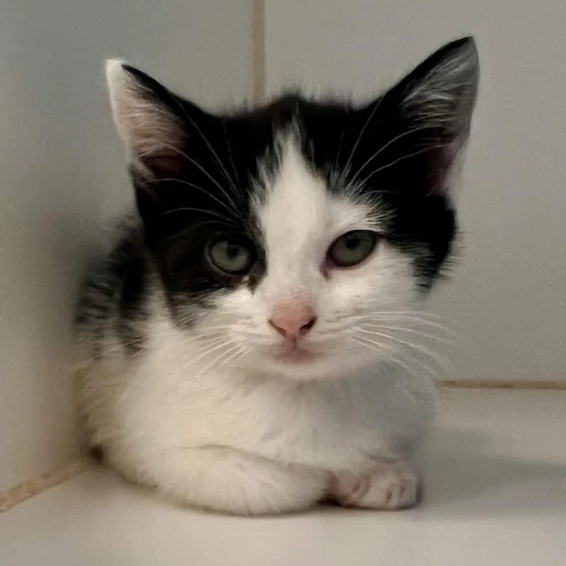 A baby small-sized female Black Domestic Short Hair cat named Ginsburg for adoption in Oakland, CA
