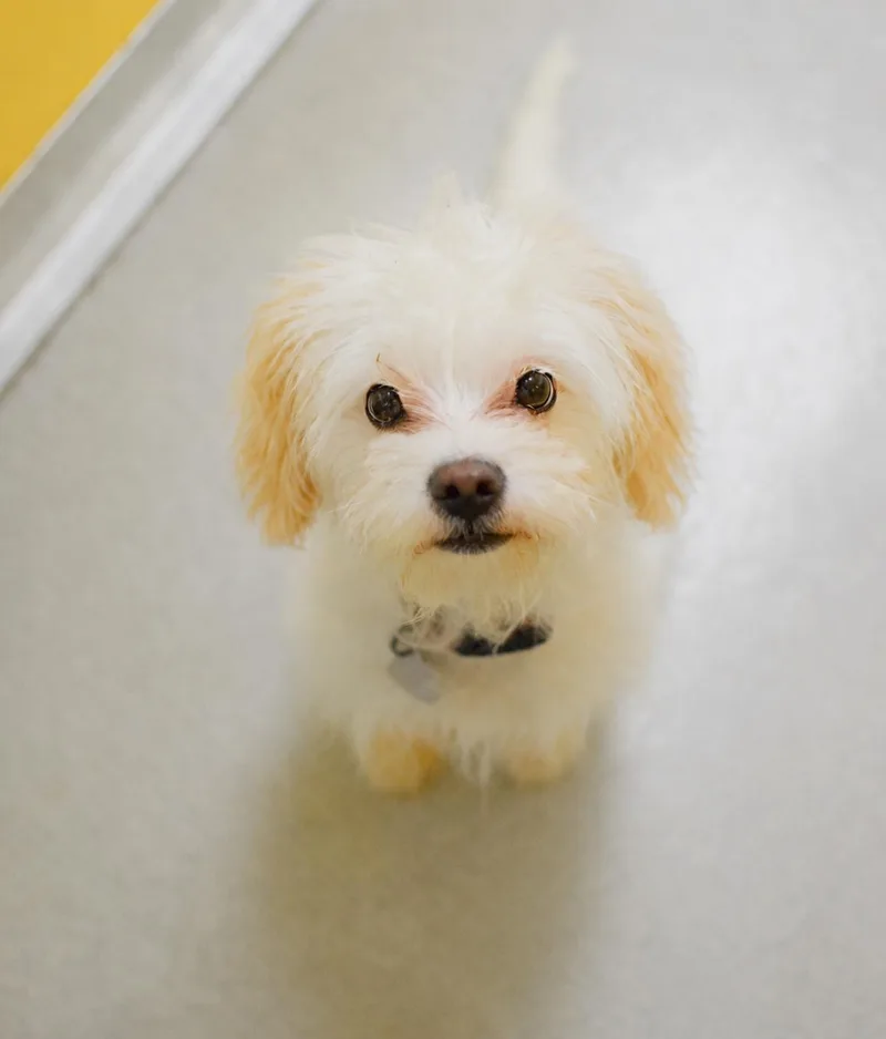 A baby small-sized female Apricot / Beige Maltese dog named Juju for adoption in Pontiac, MI