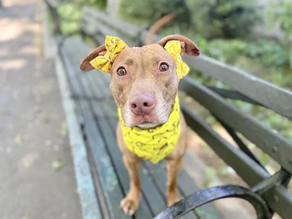 An adult medium-sized female Mixed Breed dog named Mama Coco for adoption in New York, NY