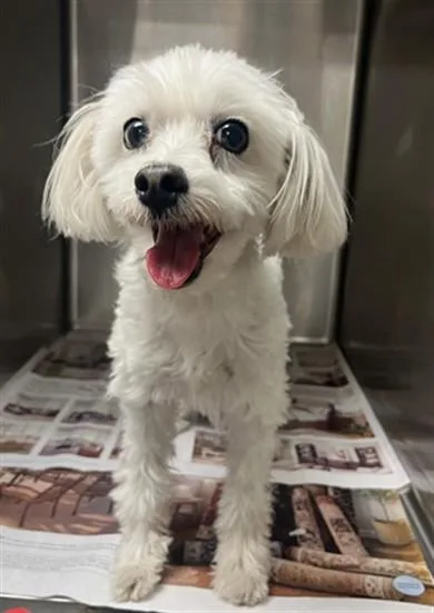 An adult small-sized male Poodle dog named Lucky for adoption in Van Nuys, CA