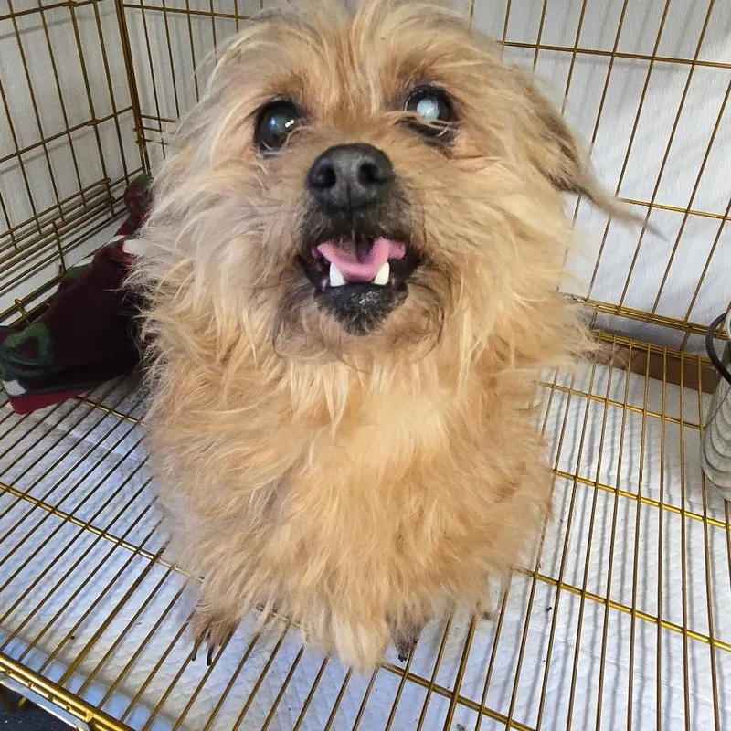 A senior small-sized female Brown / Chocolate Shih Tzu dog named Katie Lady for adoption in Pennsville, NJ