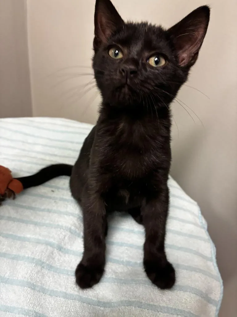 A baby medium-sized male Domestic Short Hair cat named Meteor for adoption in Bryant, AR