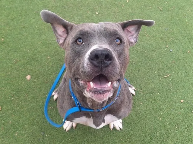 A young large-sized male Pit Bull Terrier dog named Dr Strange for adoption in Phoenix, AZ